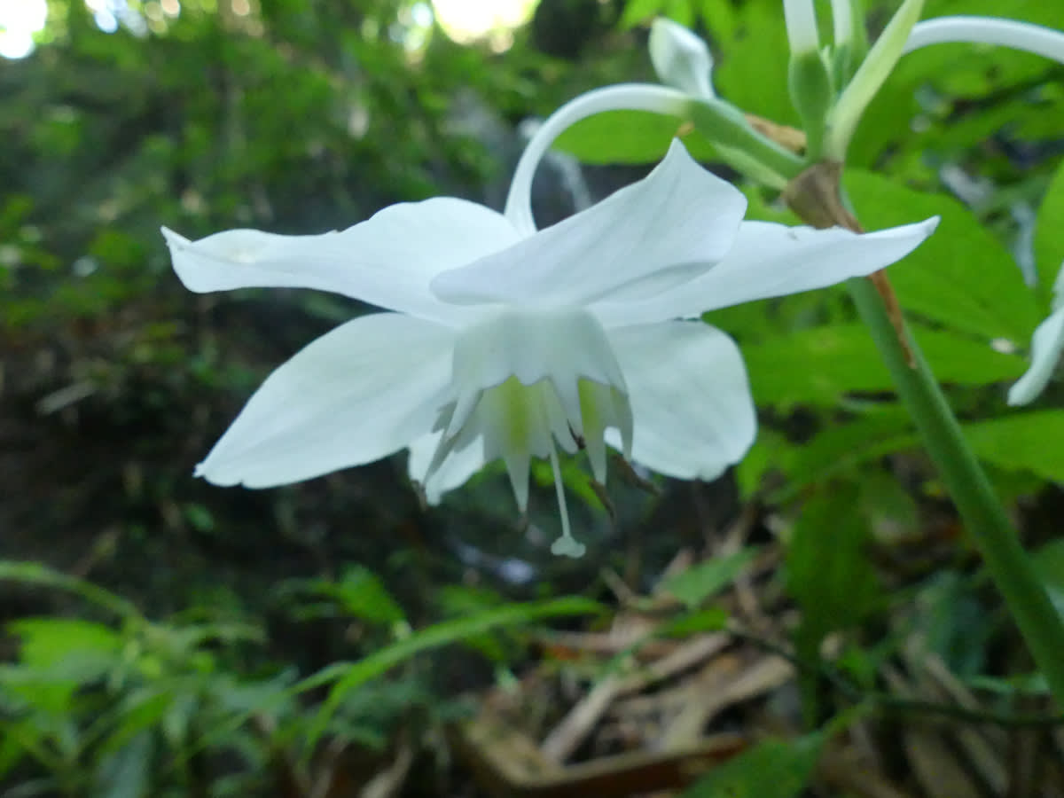 Líběnka (Eucharis amazonica)