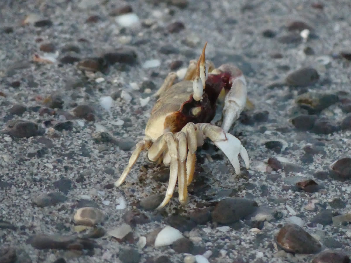Krab