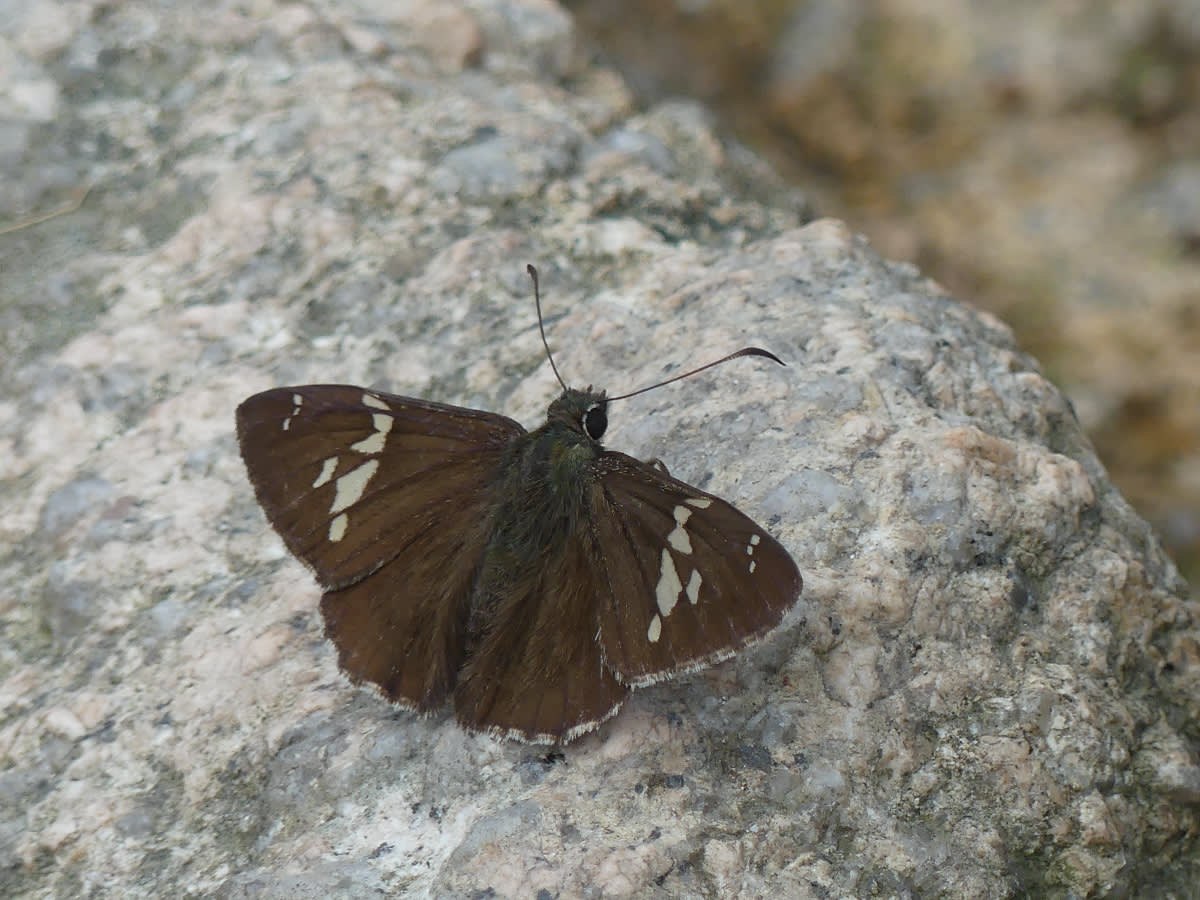 Soumračník Lobocla bifasciata