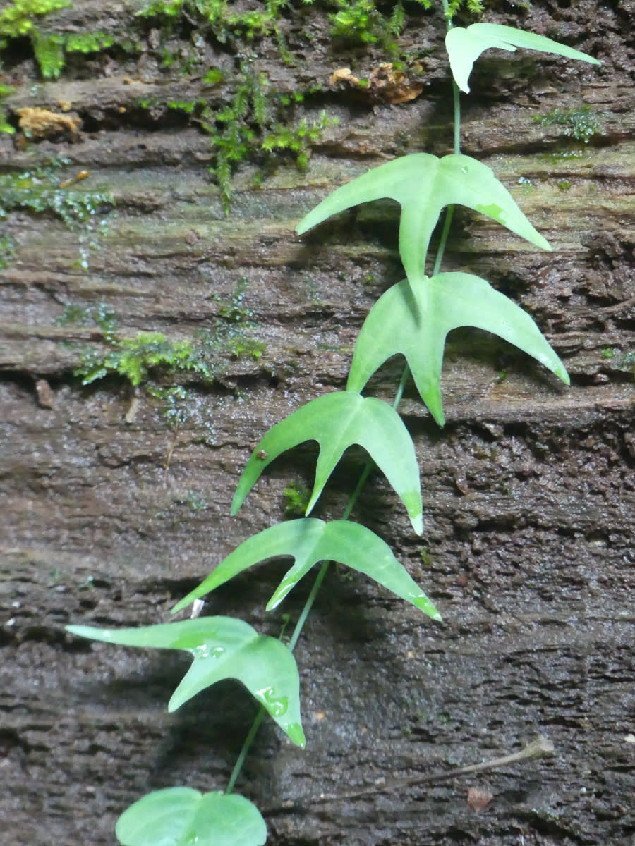 Divoká mučenka Adenia cordifolia
