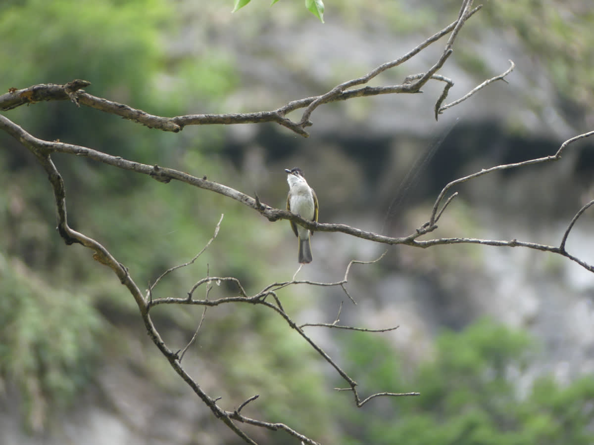 Bulbul tchajwanský