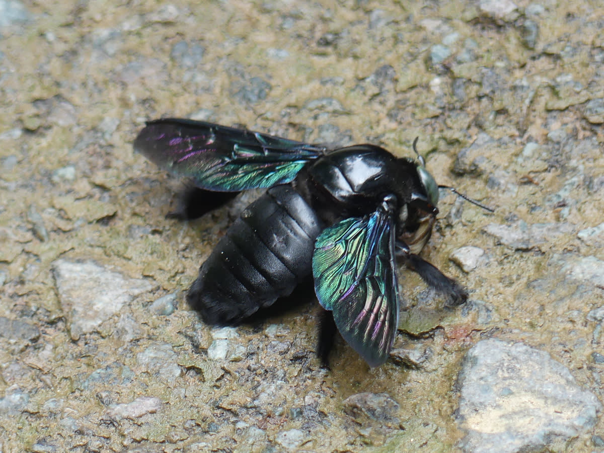 Drvodělka Xylocopa latipes