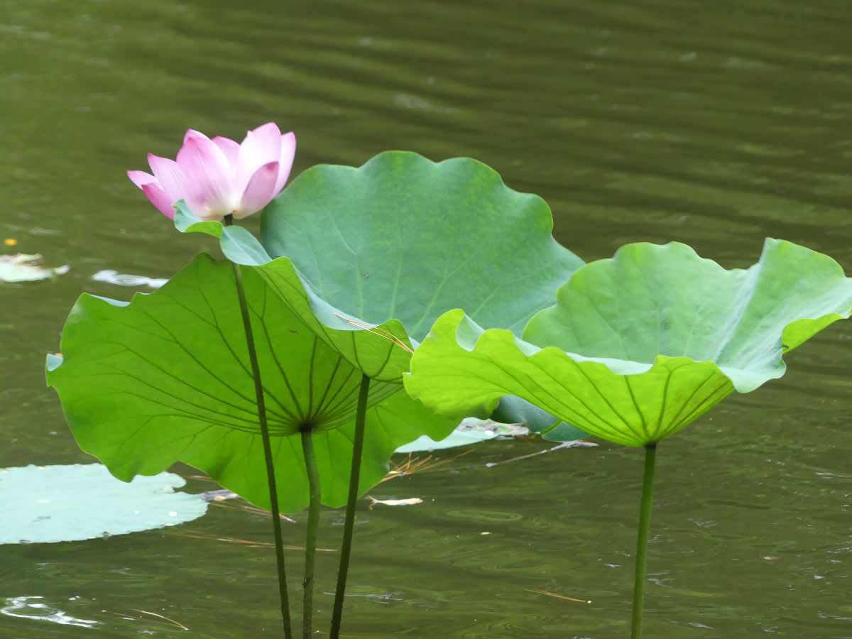 Lotusy