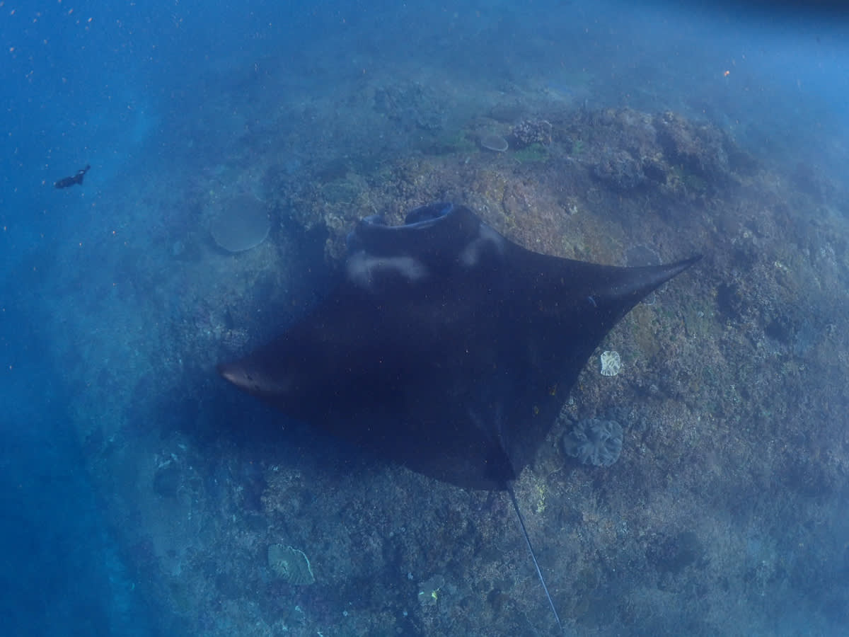 Manta obrovská 