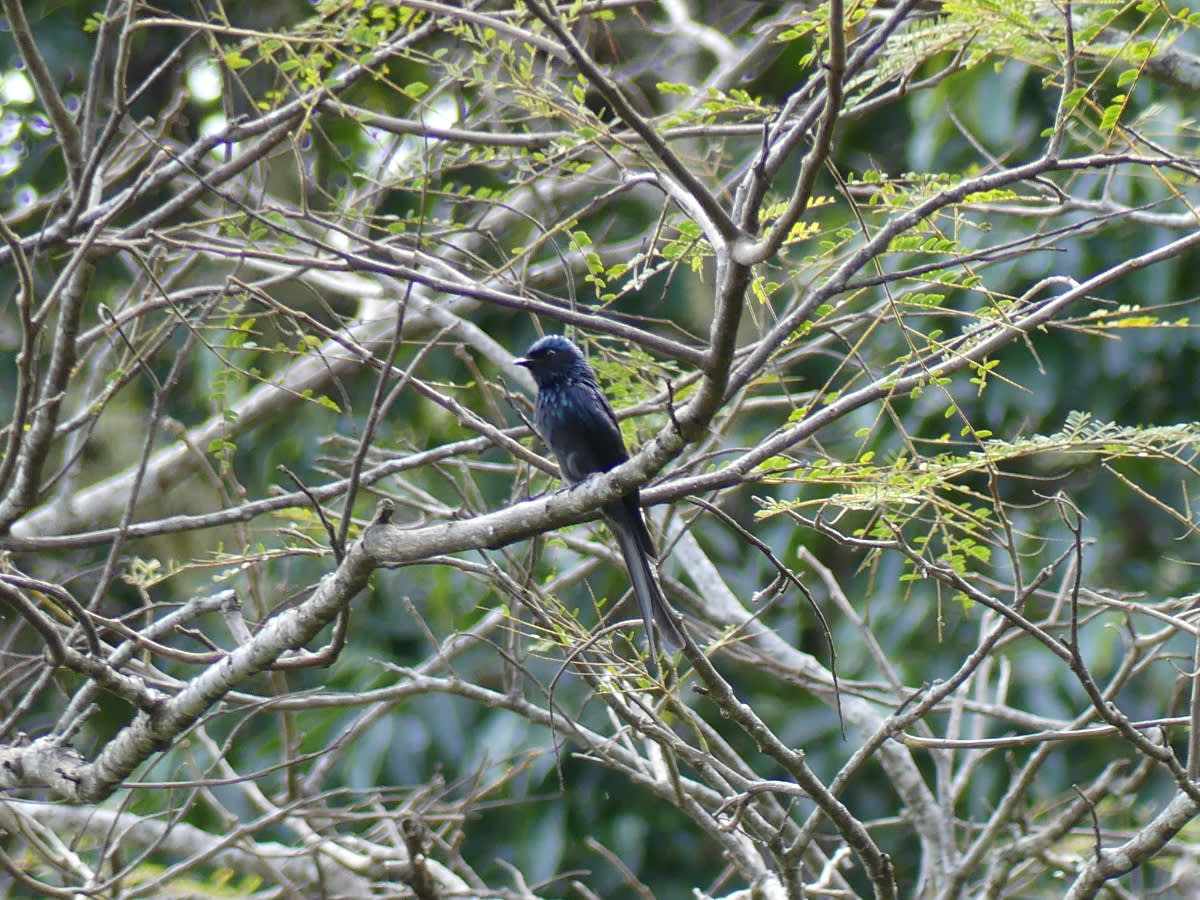Drongo