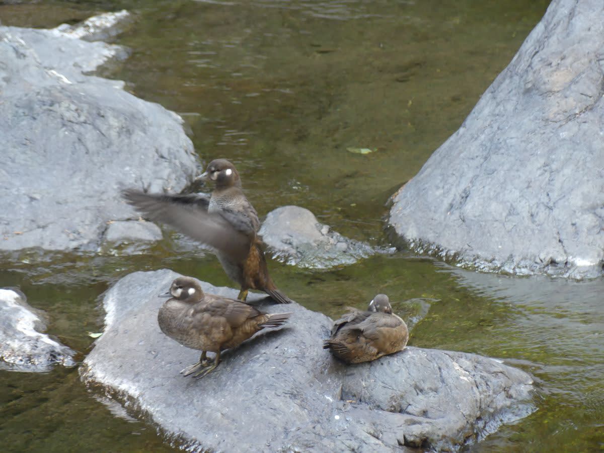 Kachna rodu Histrionicus