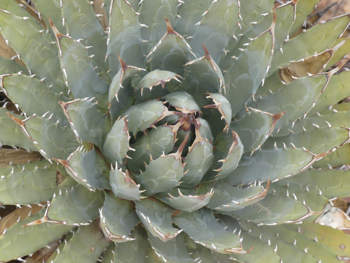 Agave parryi