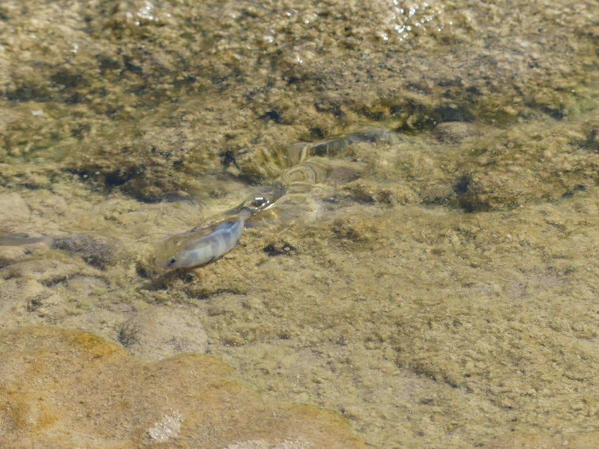 Edndemický Halančíkovec slaništní