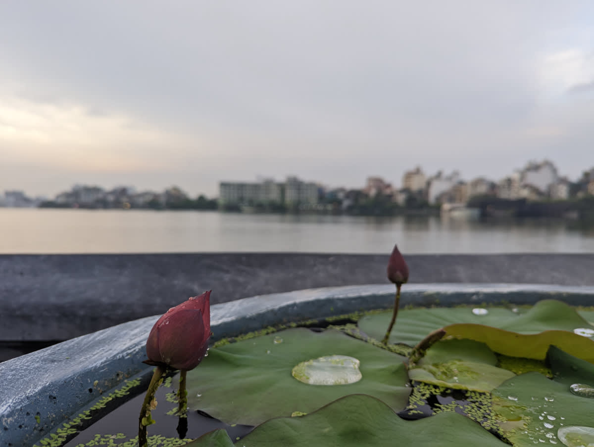 Lotus