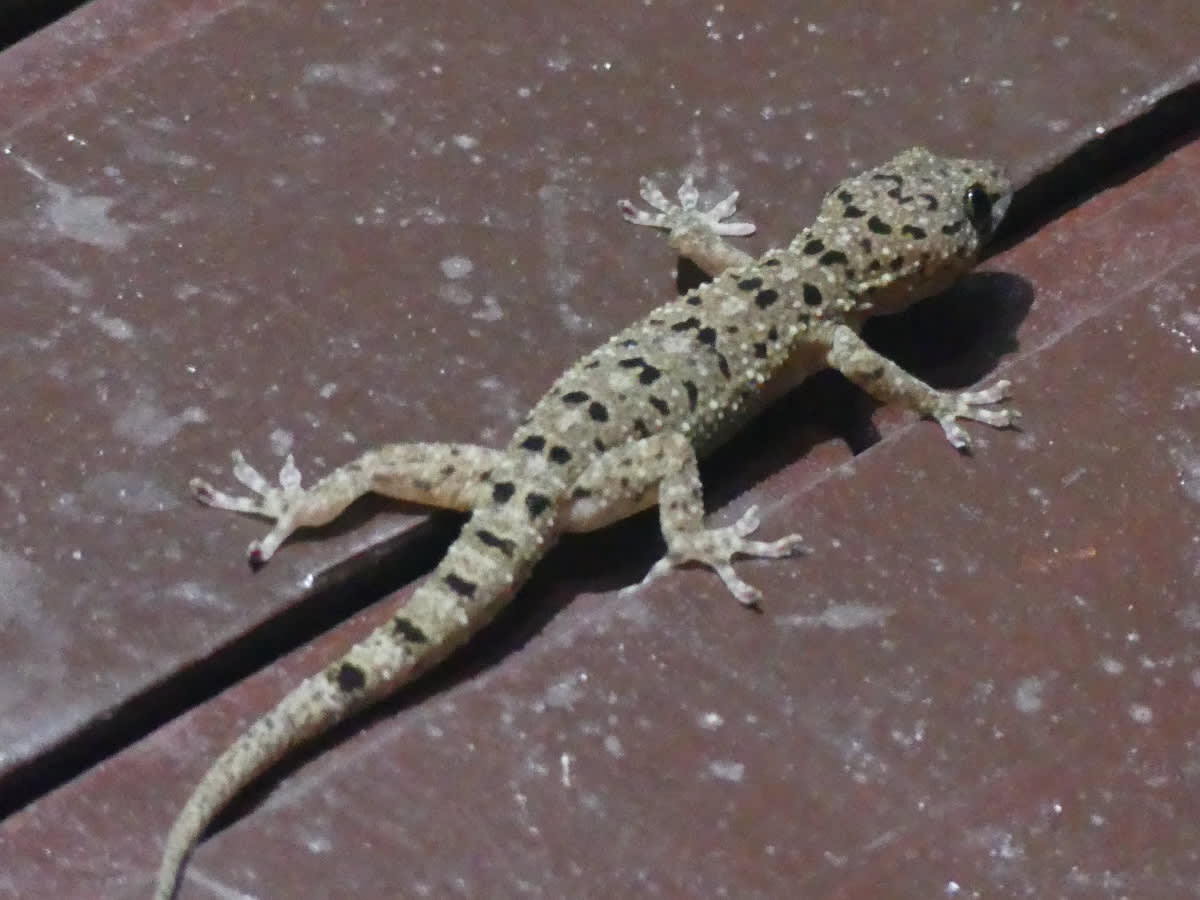 Gekon Gekko monarchus