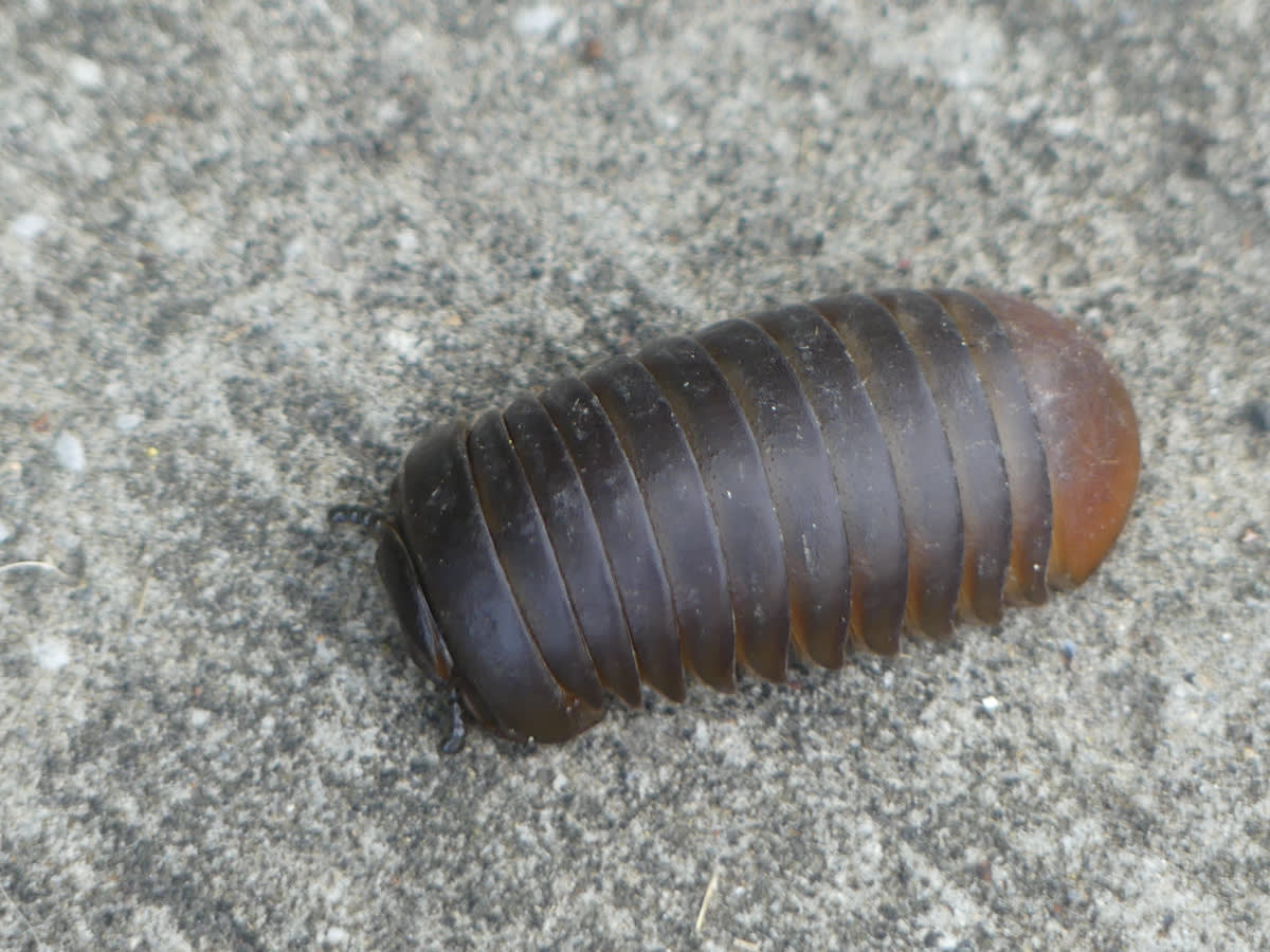Mnohonožka (Sphaeropoeus velutinus)