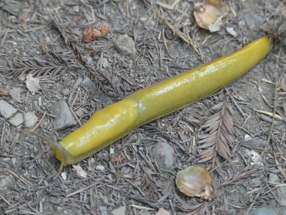 Banana slug plž rodu Ariolimax