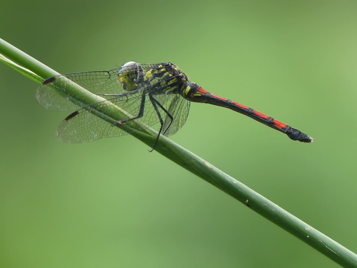 Vážka z rodu  Argionoptera