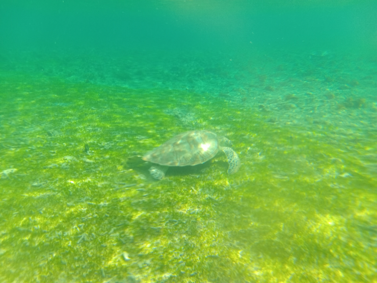 Naše oblíbené: Najdi želvu Naše oblíbené: Najdi želvu