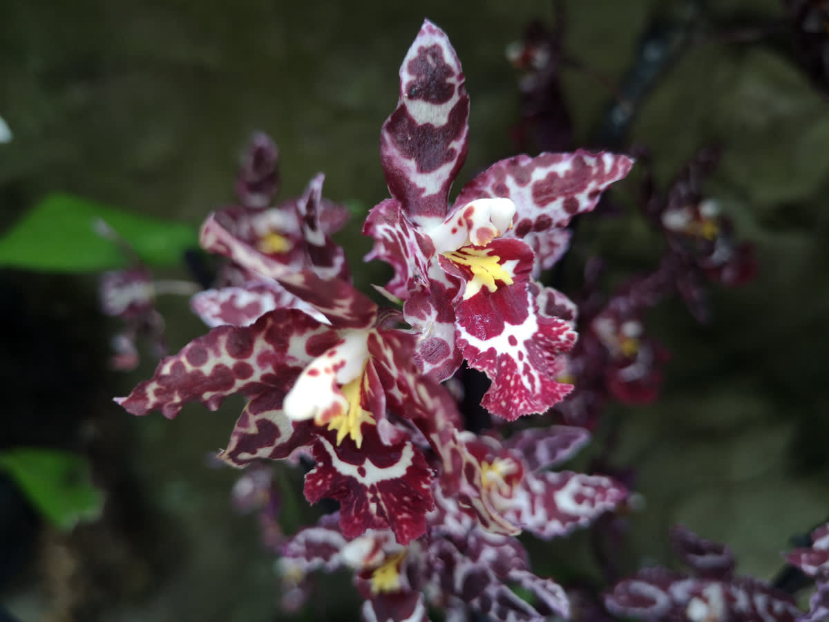 Orchideje nejen všech barev, ale i tvarů 