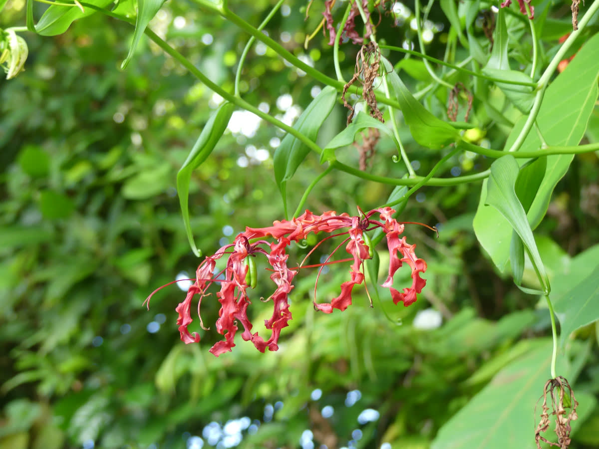 Glorióza vznešená (Gloriosa superba)