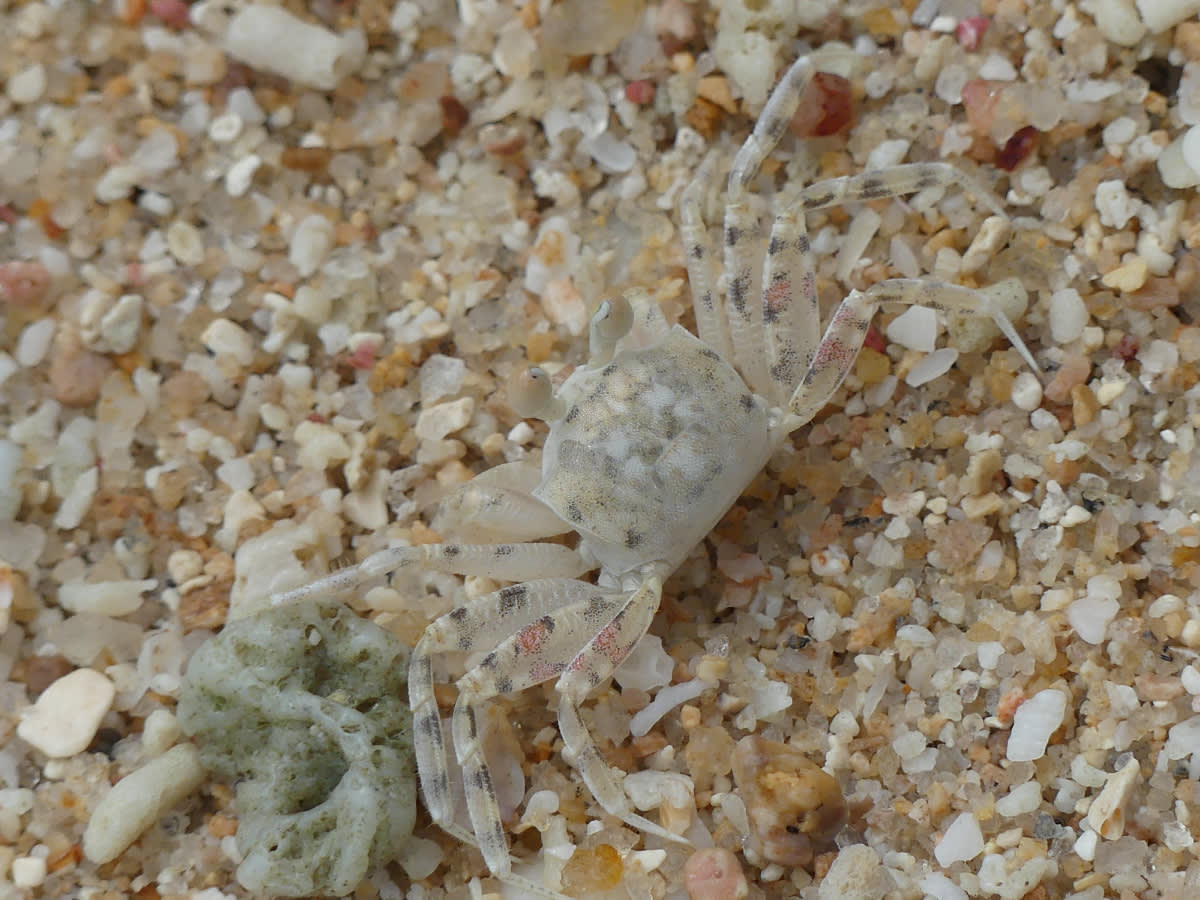 Krab plážový 