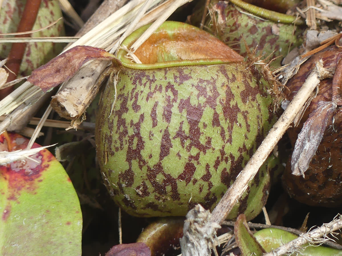Láčkovka soudečková (rod Nepenthes)