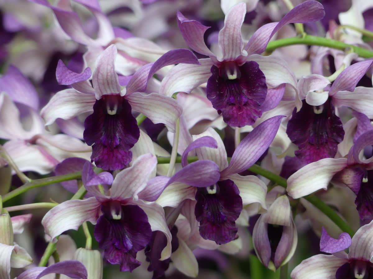 Orchideje všech barev 