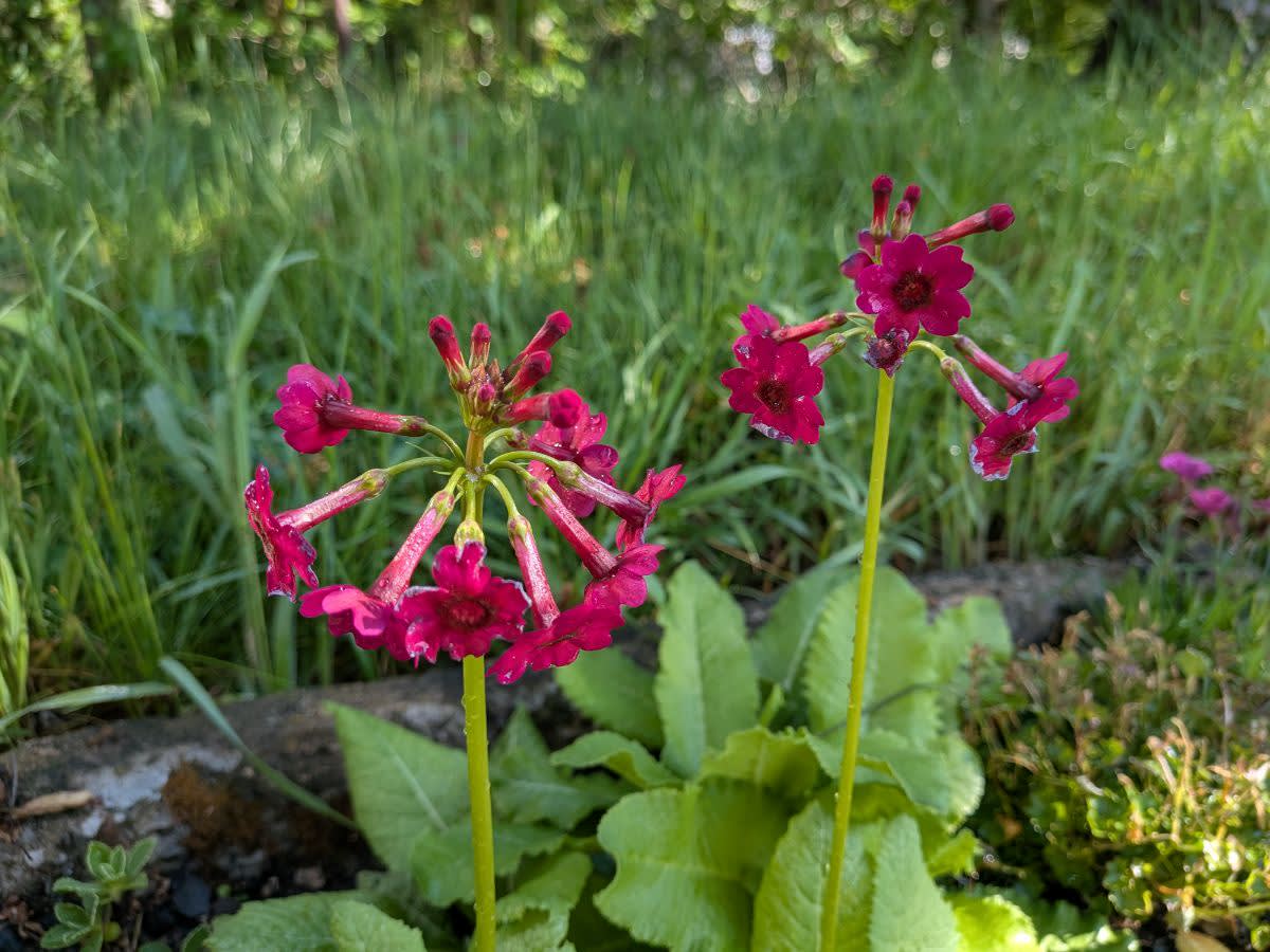 Primula japonica