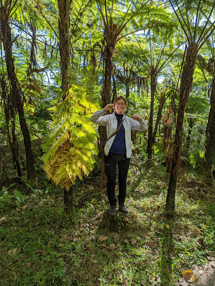 Kapraďový prales Kapraďový prales