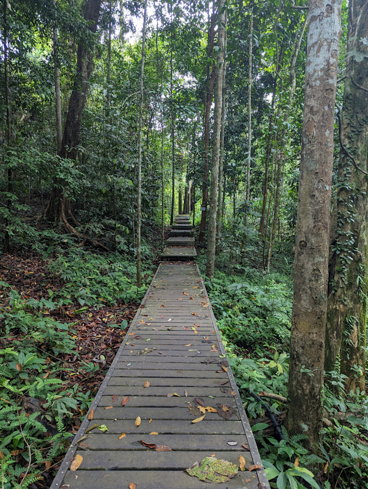 V džungli V džungli