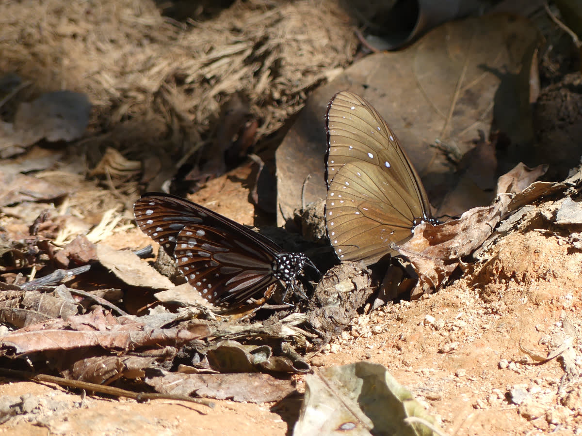 Motýly rodu Euploea
