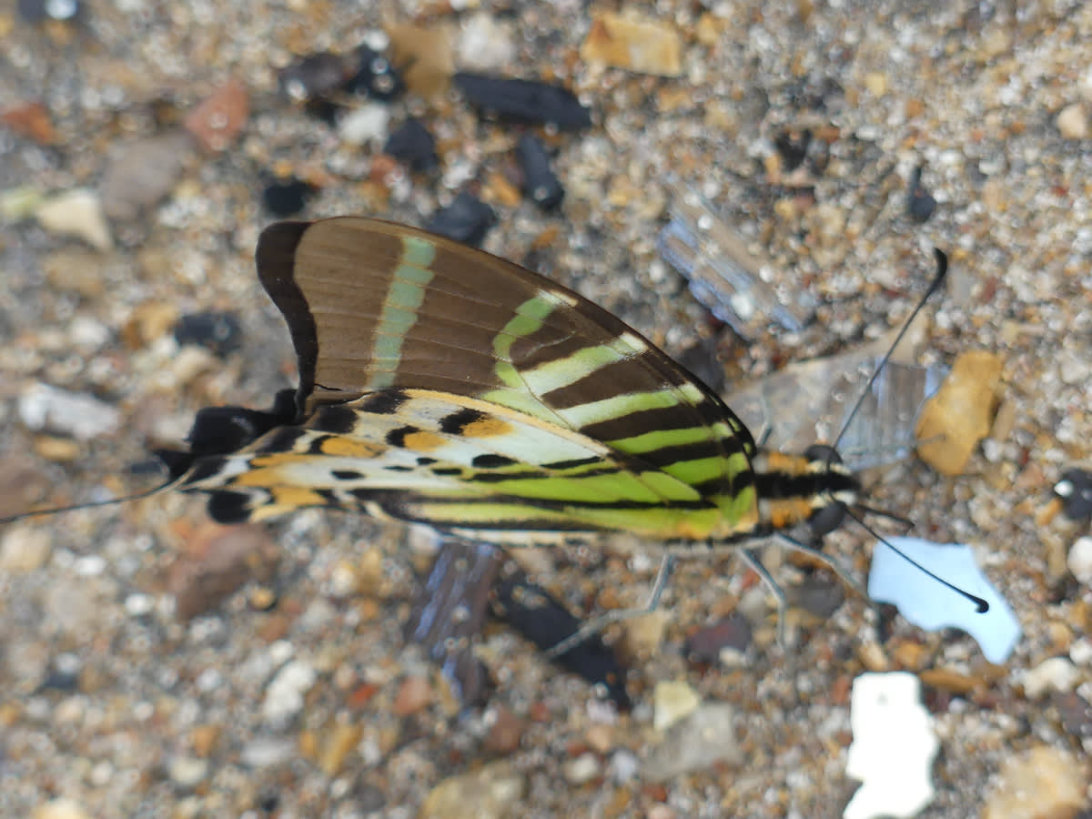  Graphium antiphates