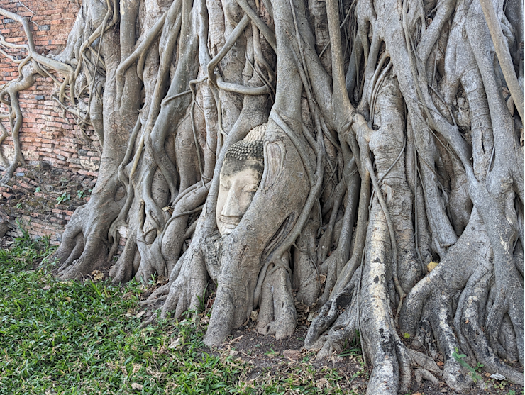 Hlava Buddhy ve stromě Hlava Buddhy ve stromě