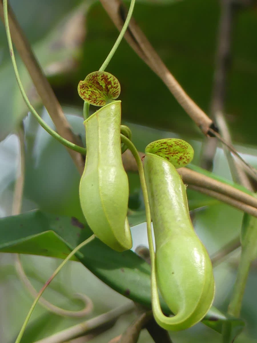 Láčkovka (rod Nepenthes)