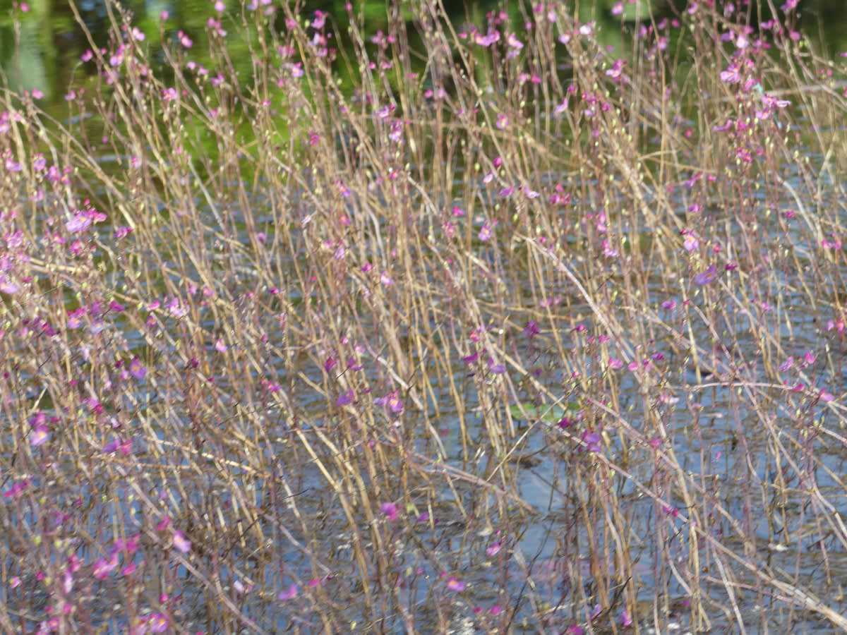 Utricularia dichotoma