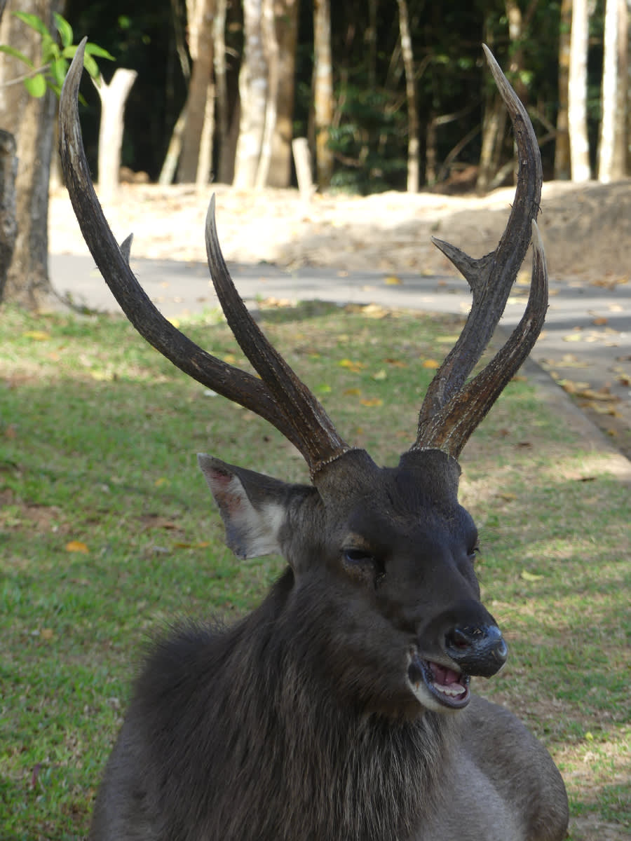 Sambar indický 