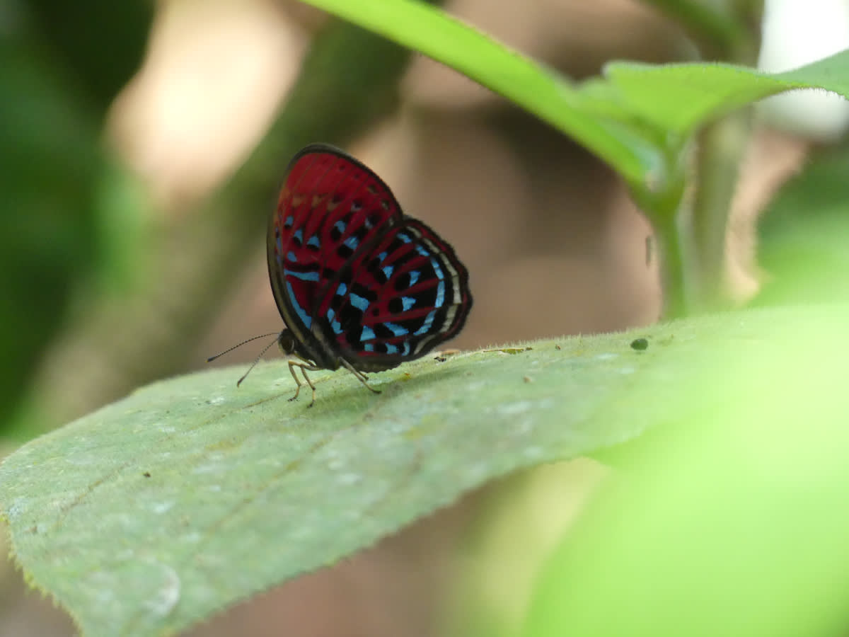Pestrobarvec Paralaxita telesia