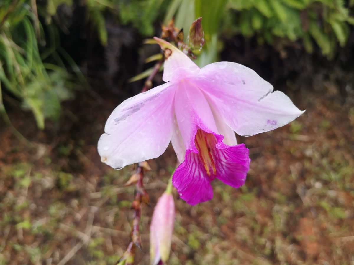 Arundina graminifolia
