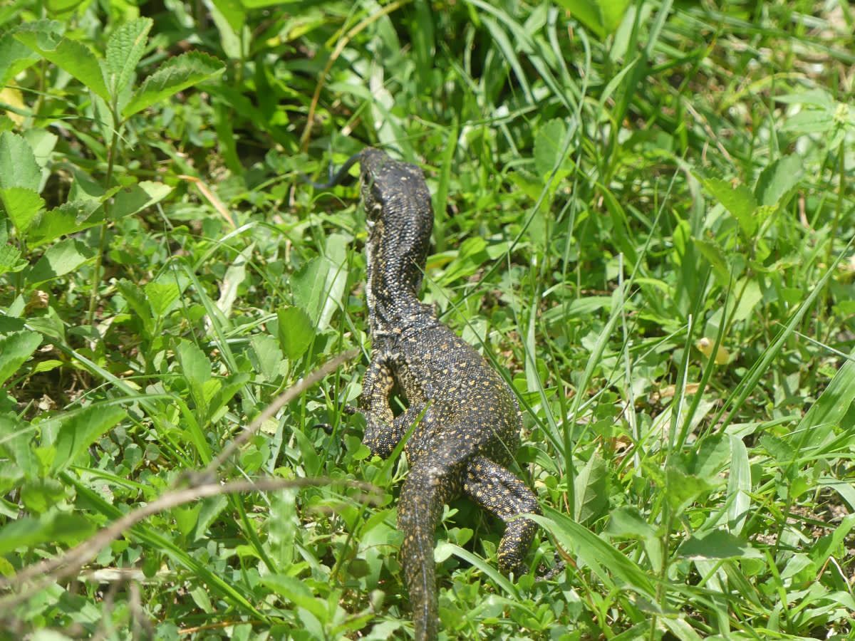 Endemický varan Varanus palawanensis
