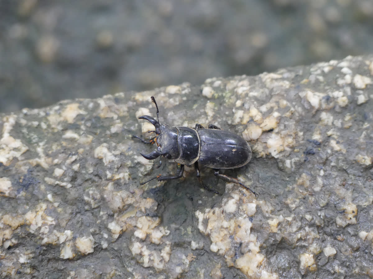 Samička roháče (Lucanus maculifemoratus taiwanus)