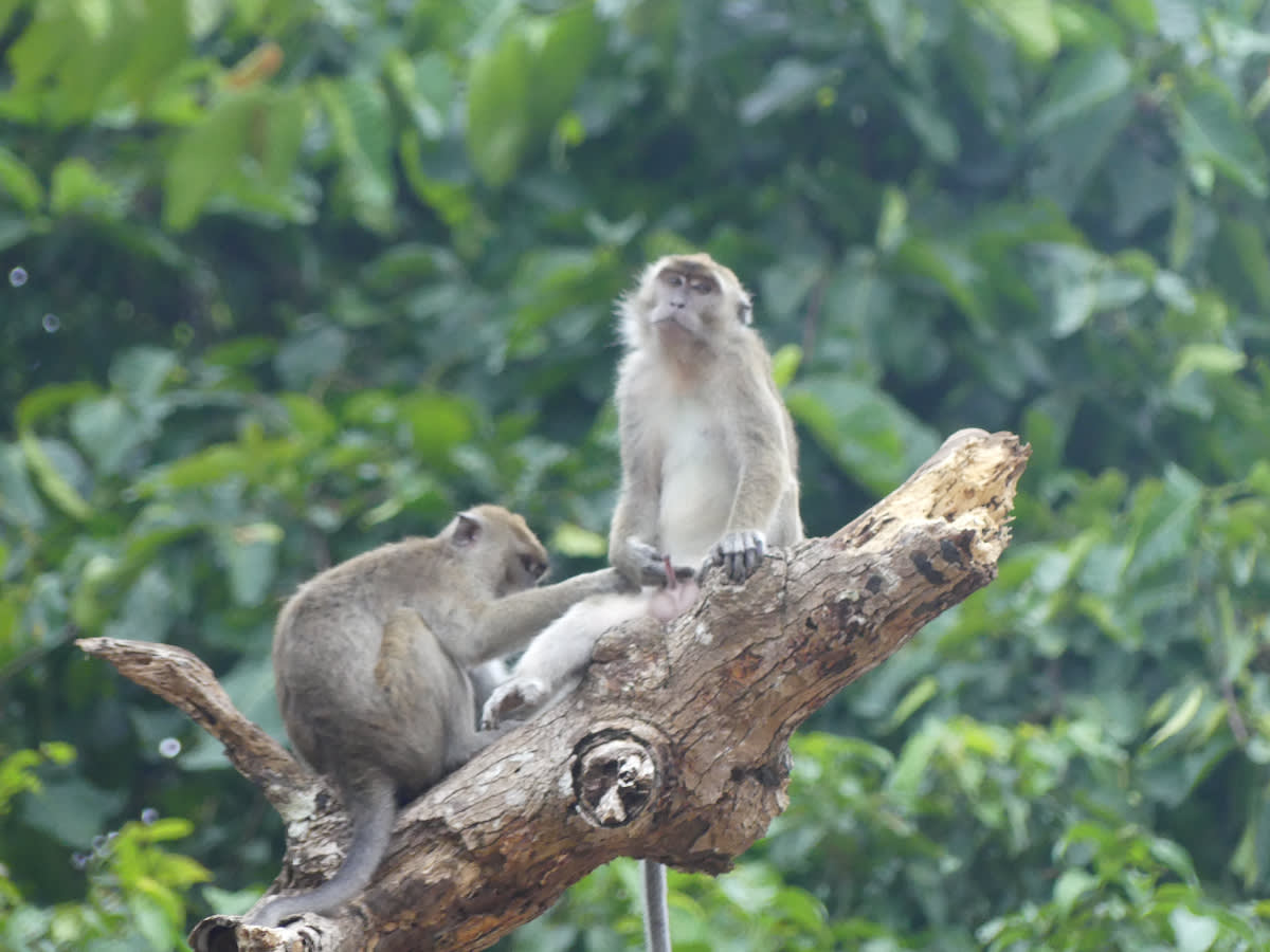 Spokojení makaci