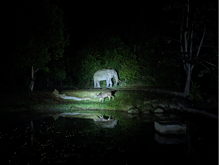 Slon v kempu Slon v kempu