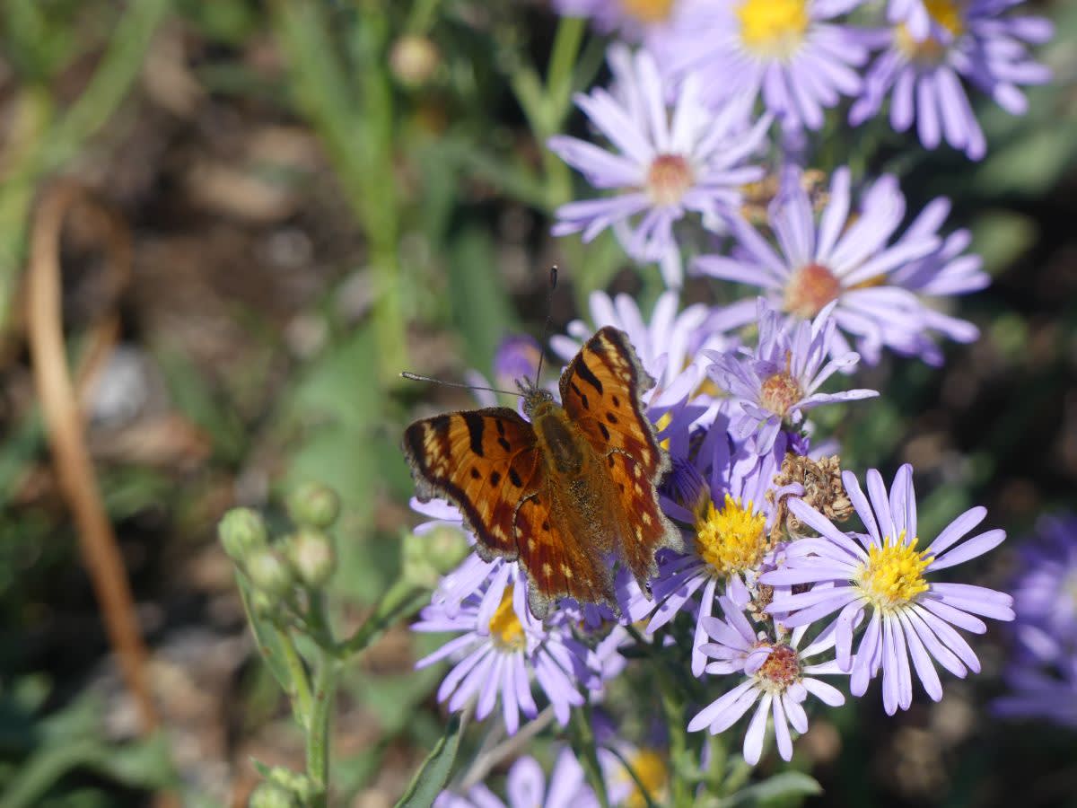 Babočka (asi Polyglonia glacialis))