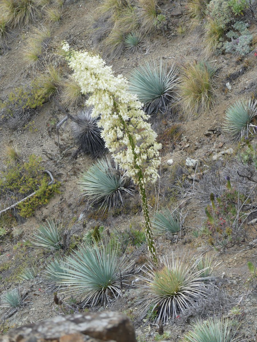 Yucca (juka)