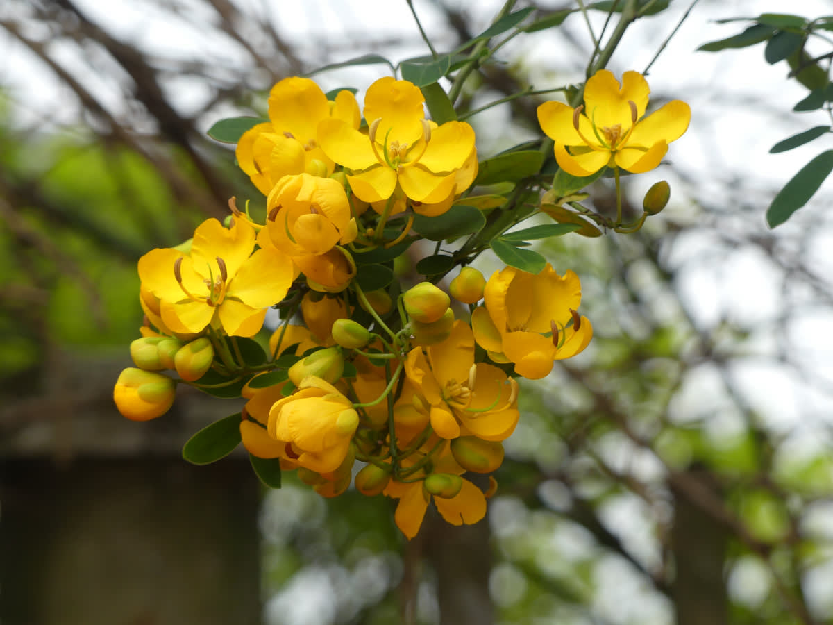 Senna corymbosa