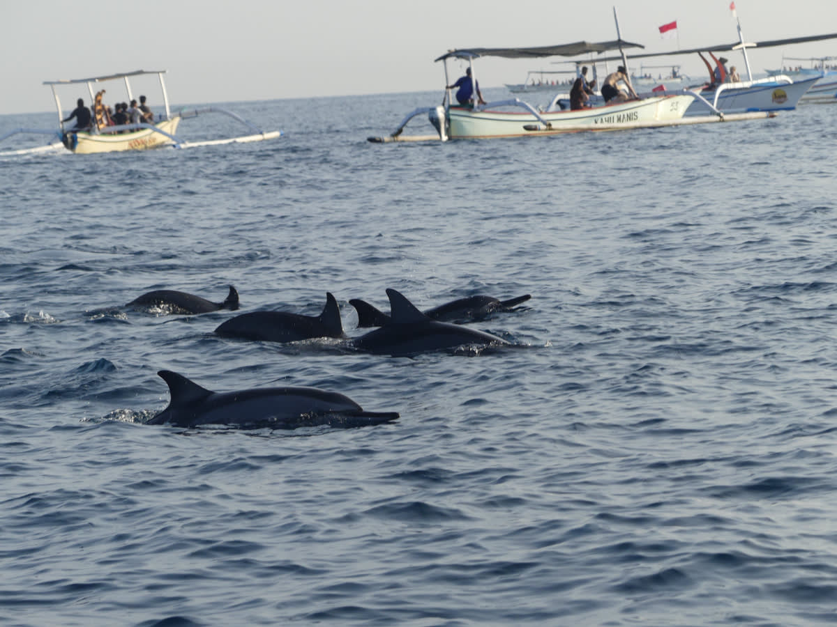 Delfín skákavý (Tursiops truncatus)