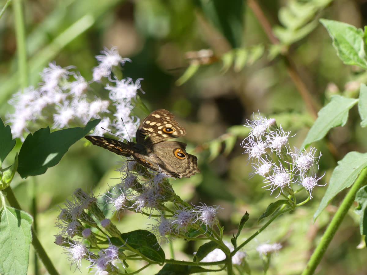 Motýl asi Junonia lemonias