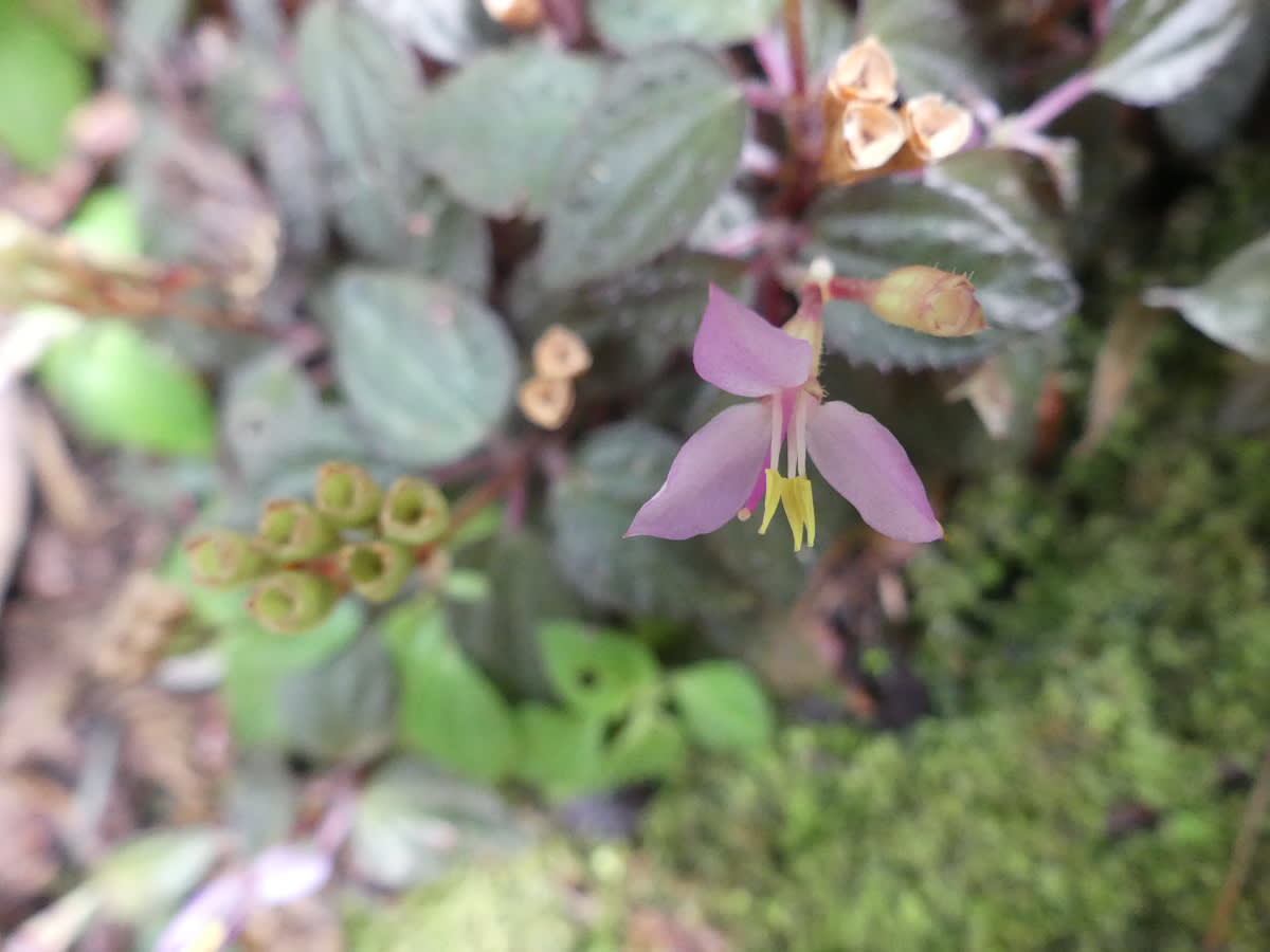 Rostlina rodu Sonelia