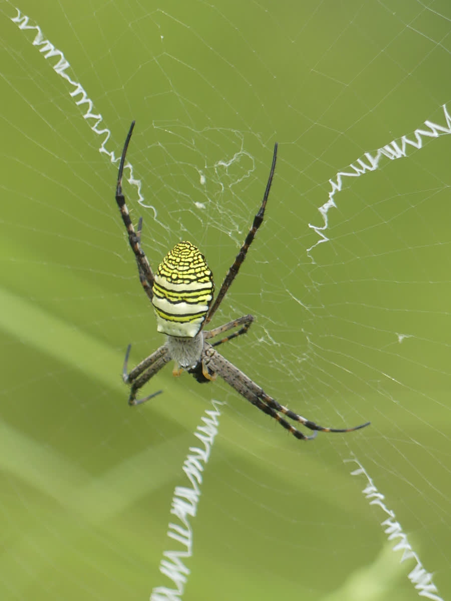 Křižák rodu Argiope
