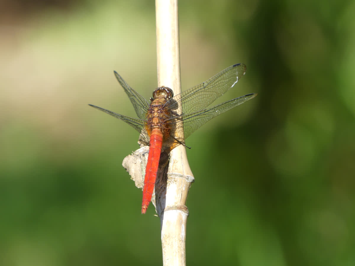 Vážka rodu Orthetrum
