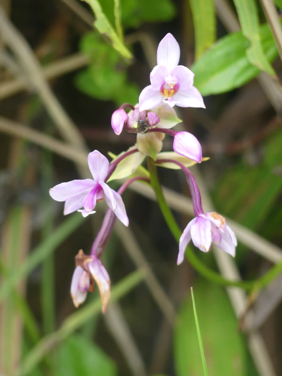 Orchidej Spathoglottis plicata