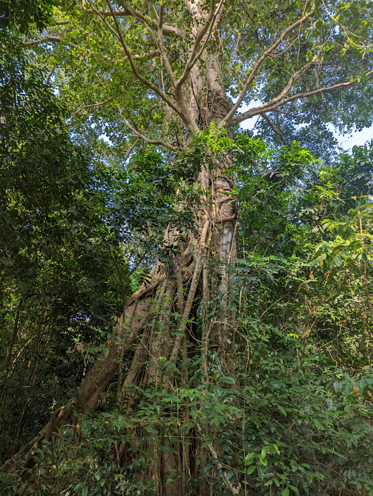 Můj oblíbený strom Můj oblíbený strom