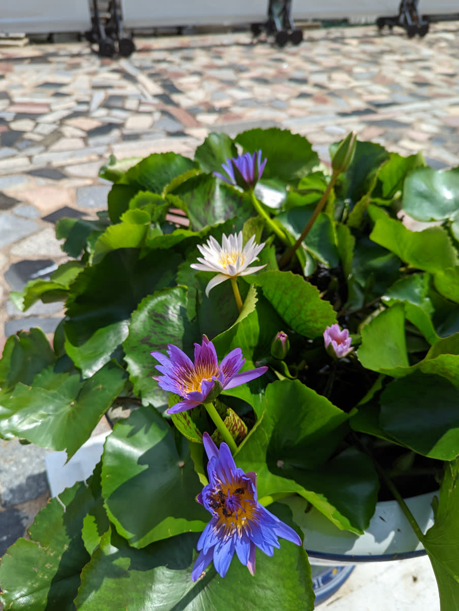 Lotus