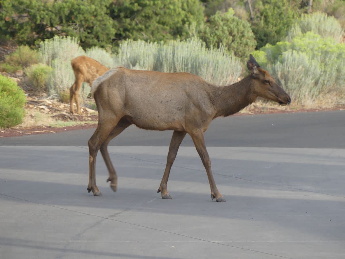 Wapiti